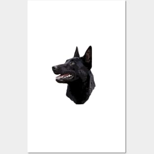 Belgian malinois Shepherd Posters and Art